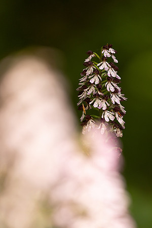 Lady Orchid, Yockletts Bank, May 2024