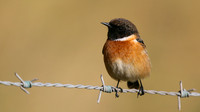 Stonechat, Brean Down, March 2015