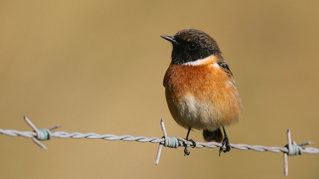Stonechat, Brean Down, March 2015
