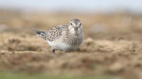 Bairds Sandpiper, Kenfig NNR, October 2016