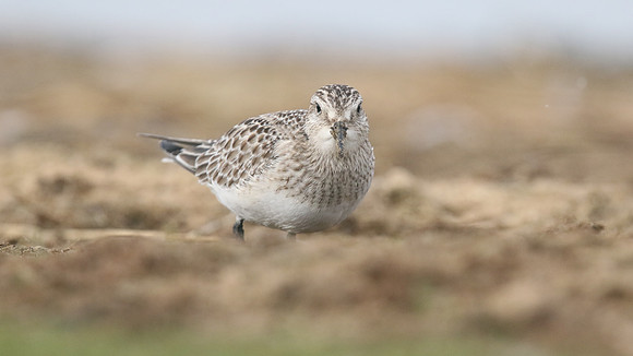 Bairds Sandpiper, Kenfig NNR, October 2016