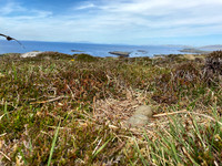Great Skua, Lunga, May 2021