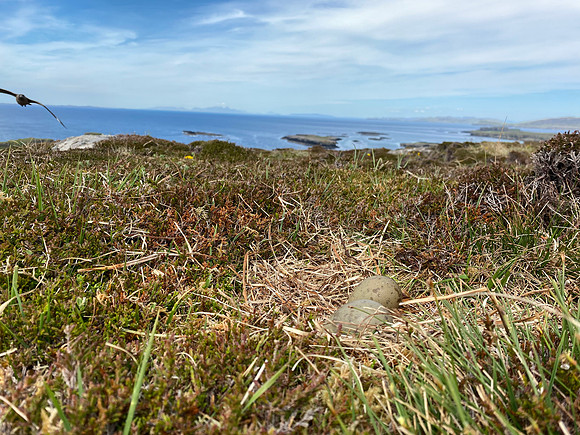 Great Skua, Lunga, May 2021