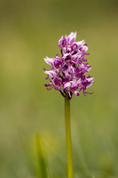 Monkey Orchid, Kent, May 2024