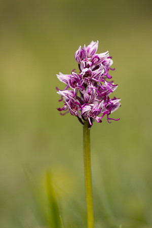Monkey Orchid, Kent, May 2024