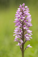 Military Orchid