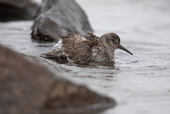 Purple Sandpiper, Raufarhofn, June 2022