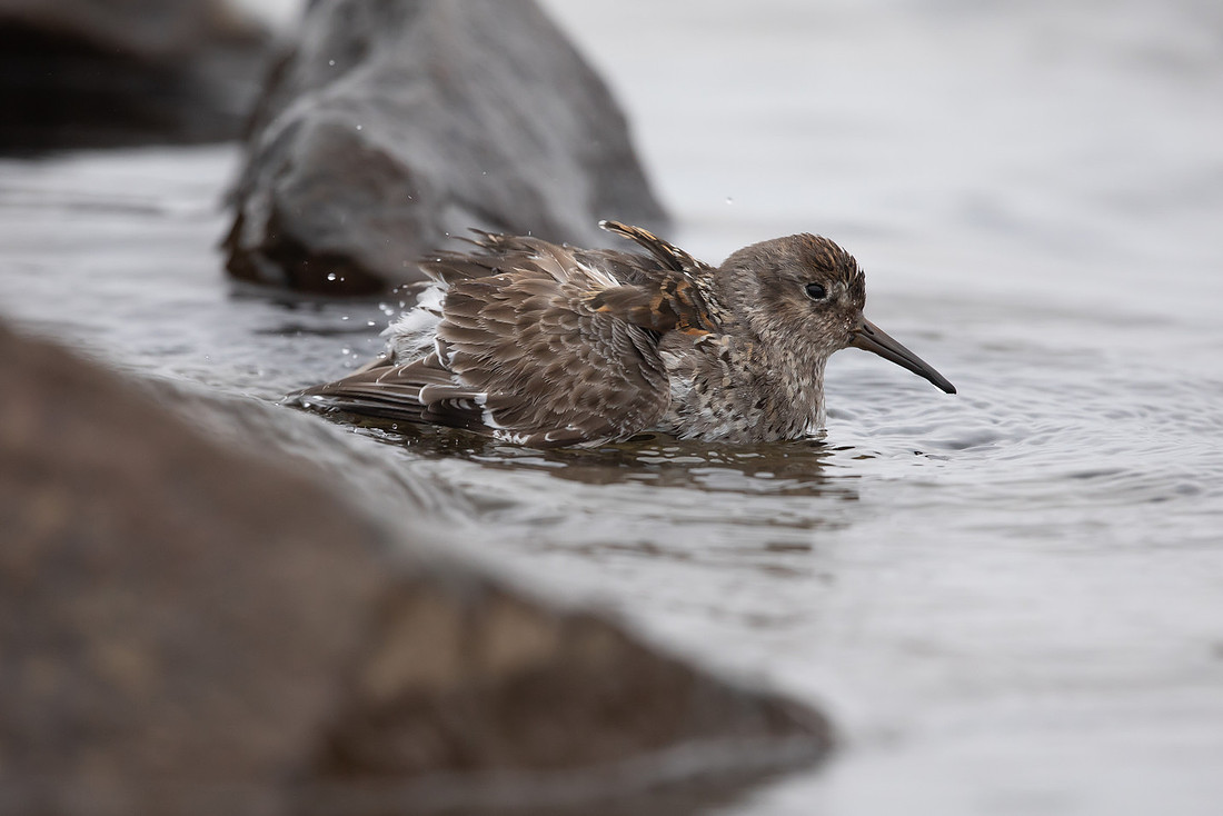 Purple Sandpiper, Raufarhofn, June 2022
