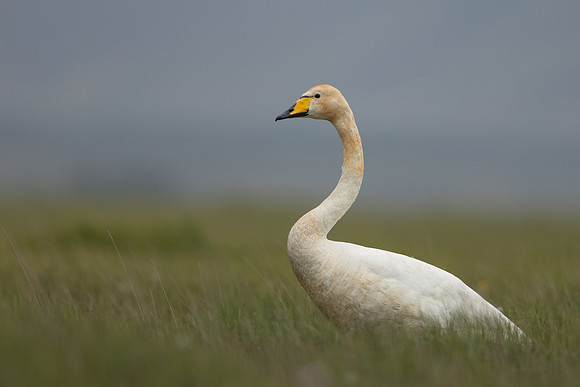 Whooper Swan, Floi, Iceland, June 2022