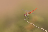 Red-veined Darter