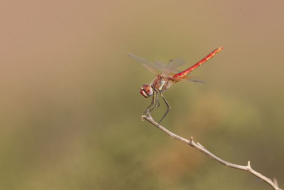 Red-veined Darter, (male) Cape Greco, Cyprus, July 2024.