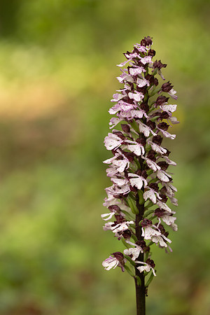 Lady Orchid, Yockletts Bank, May 2024.