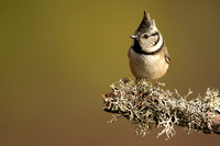 Crested Tit, Loch Morclich, February 2023