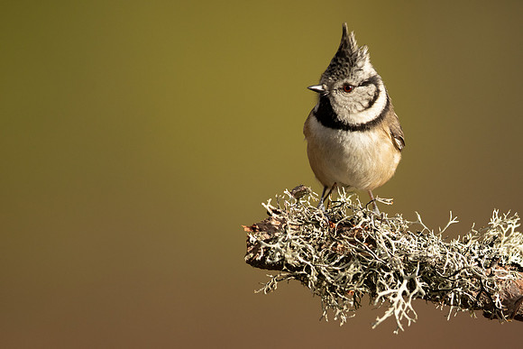 Crested Tit, Loch Morclich, February 2023