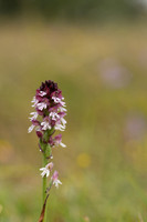 Burnt Tip-orchid var. aestivalis, Ladle Hill, July 2024,