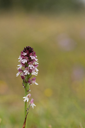 Burnt Tip-orchid var. aestivalis, Ladle Hill, July 2024,