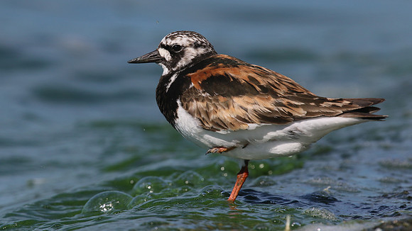 Turnstone, Farmoor Reservoir, August 2016