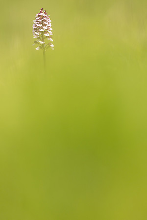 Lady Orchid, Kent, May 2024