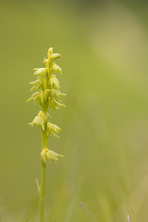 Musk Orchid, Cleeve common, June 2024