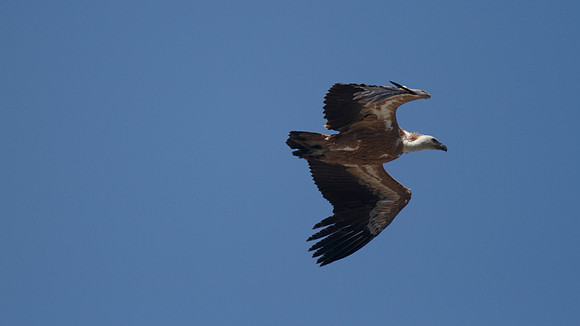 Griffon Vulture (rare breeder on Cyprus) Kensington Cliffs 2014