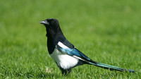 Magpie, Tockington, October 2014