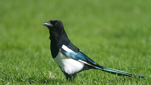 Magpie, Tockington, October 2014