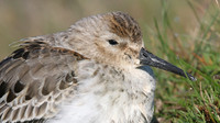 Dunlin, Davidstow Airfield, October 2016