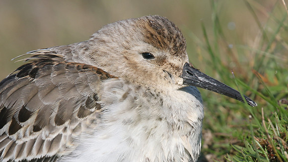 Dunlin, Davidstow Airfield, October 2016