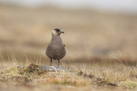 Arctic Skua,Snæfellsnes peninsula, Iceland, June 2022