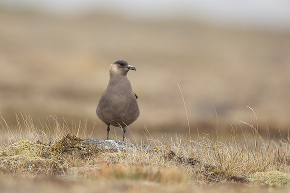 Arctic Skua,Snæfellsnes peninsula, Iceland, June 2022