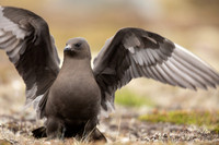 Arctic Skua,Snæfellsnes peninsula, Iceland, June 2022