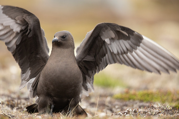Arctic Skua,Snæfellsnes peninsula, Iceland, June 2022