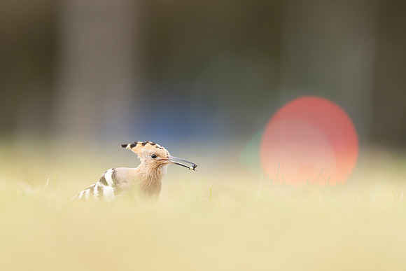 Hoopoe, Swansea, October 2024