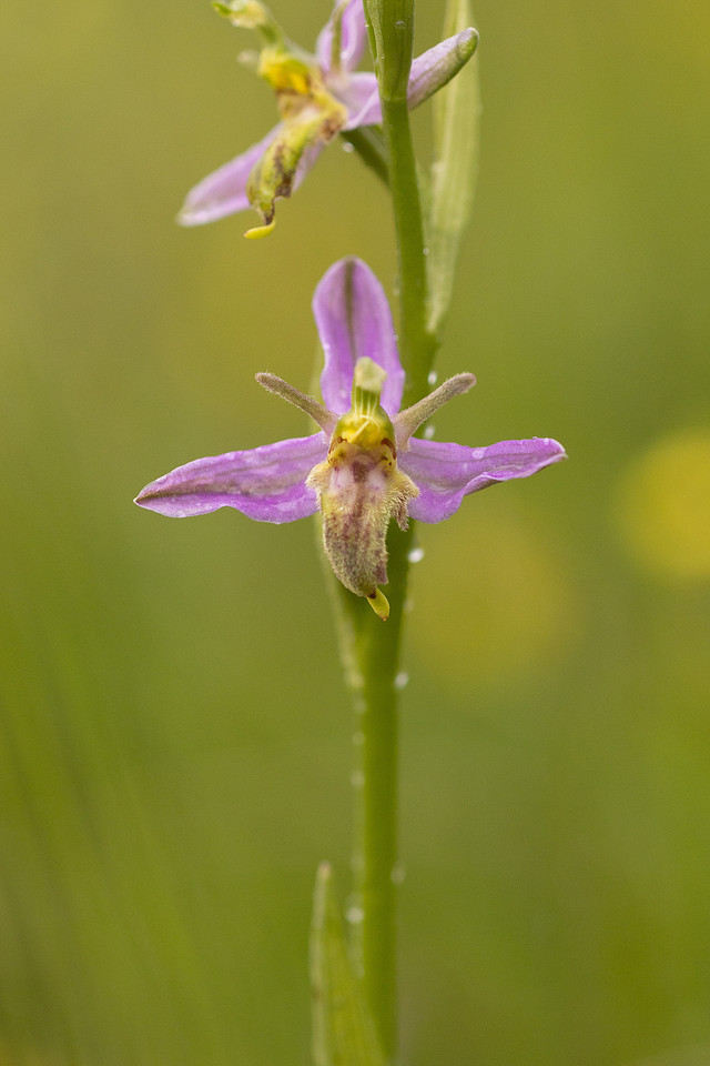 Mutant Wasp Orchid, Rodbrough Common, June 2024