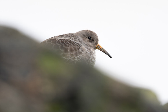 Purple Sandpiper, Portishead, Feb 2022
