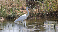Little Egret, Zakiki Pool 2014