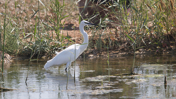 Little Egret, Zakiki Pool 2014