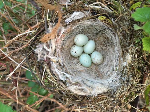 Linnet, OPS, April 2020