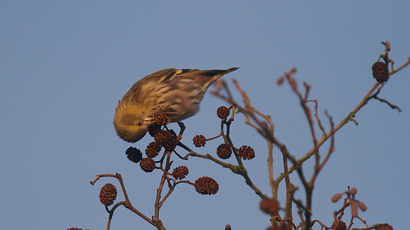 Siskin, Scaling Dam, January 2015