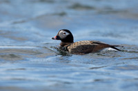 Long-tailed Duck, River Laxa, May 2022