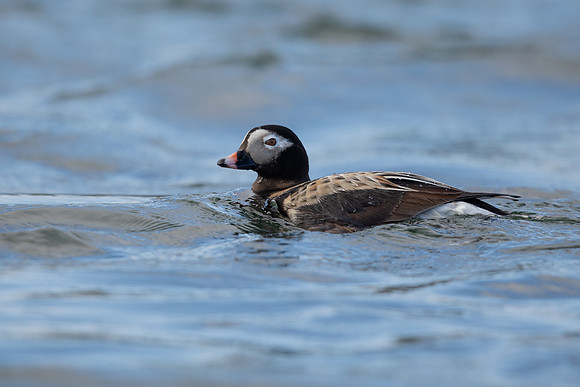 Long-tailed Duck, River Laxa, May 2022