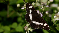 White Admiral