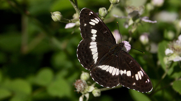 White Admiral