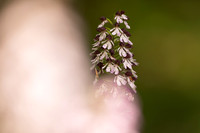 Lady Orchid, Yockletts Bank, May 2024