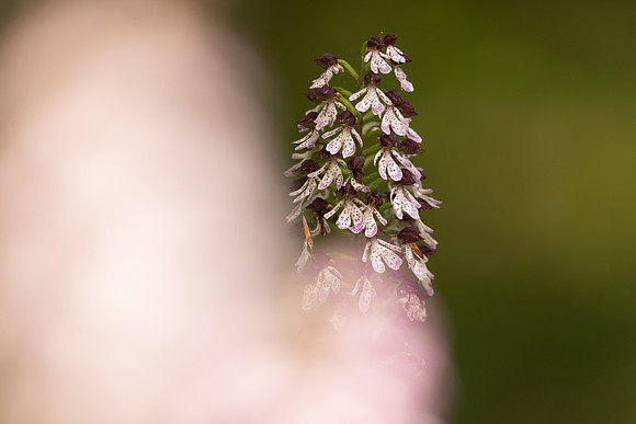 Lady Orchid, Yockletts Bank, May 2024