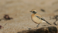 Desert Wheatear, Thurlestone, Devon, November 2016