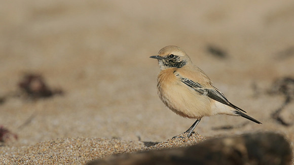 Desert Wheatear, Thurlestone, Devon, November 2016