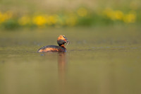 Slavonian Grebe, Iceland, May 2022
