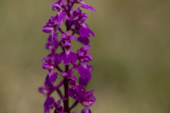 Early Purple Orchid, Selsey Common, May 2025