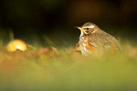 Redwing, Tockington, December 2022